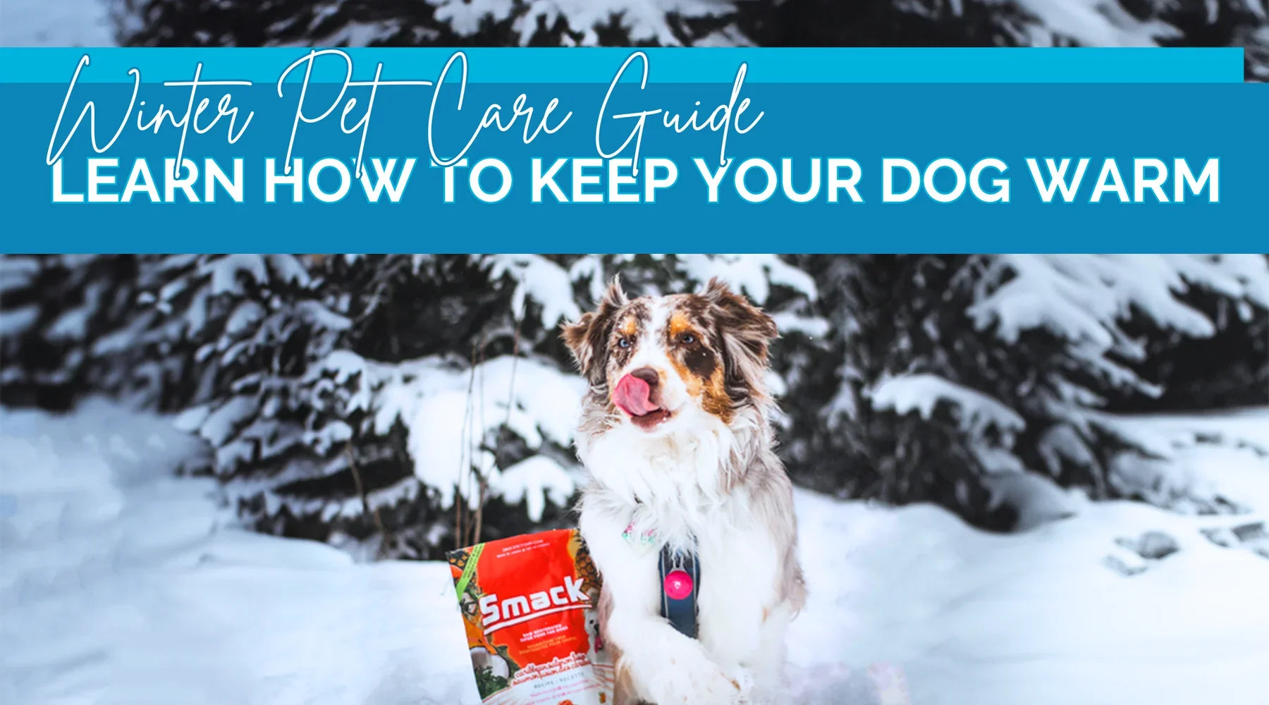 Winter Pet Care Guide: Learn How to Keep Your Dog Warm