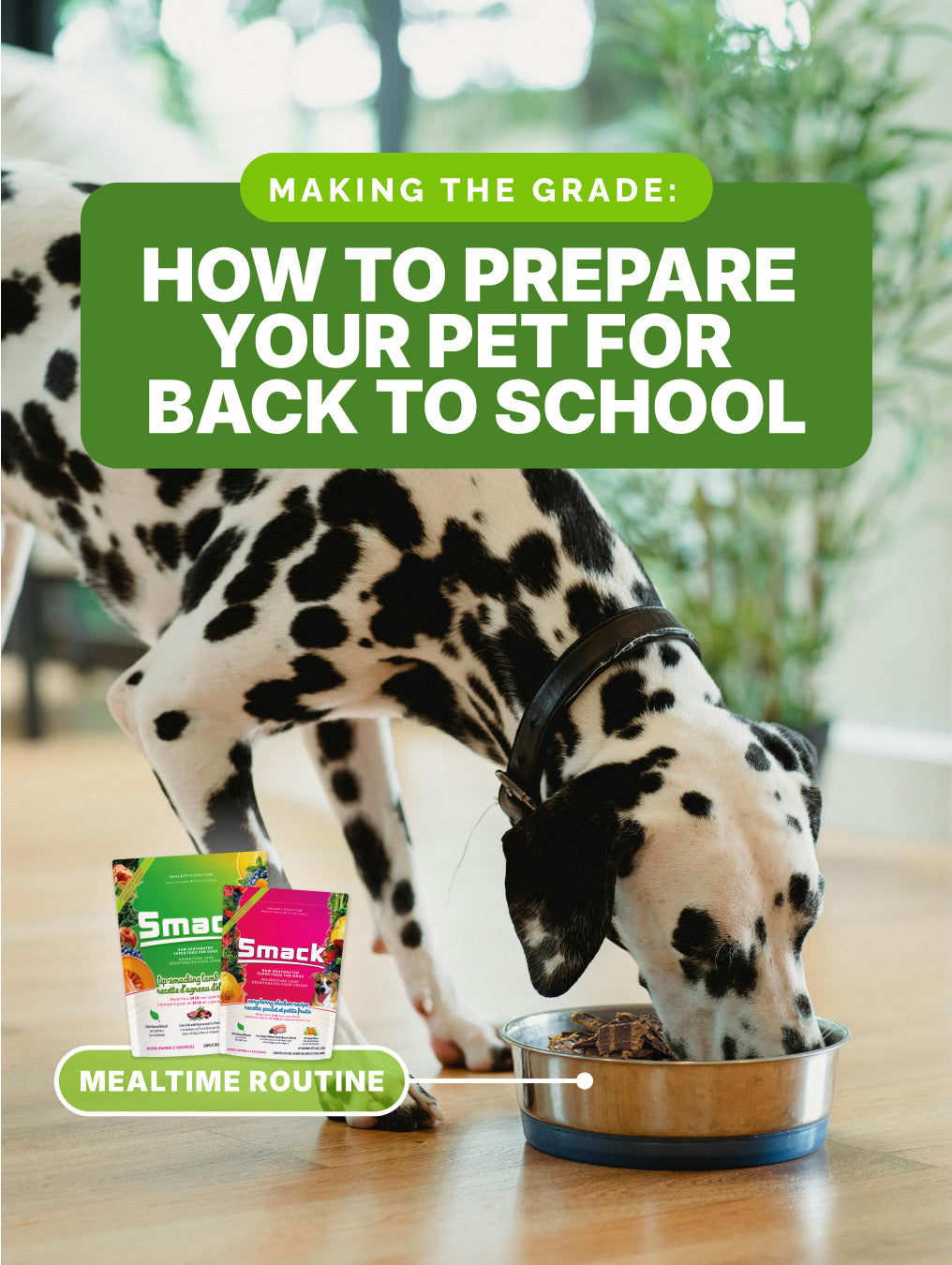 Making the Grade: How to Prepare Your Pet for Back to School