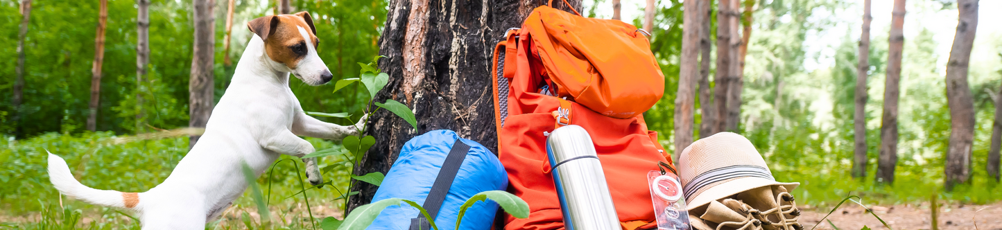 Dog Camping Tips: Safety, Comfort & Fun!