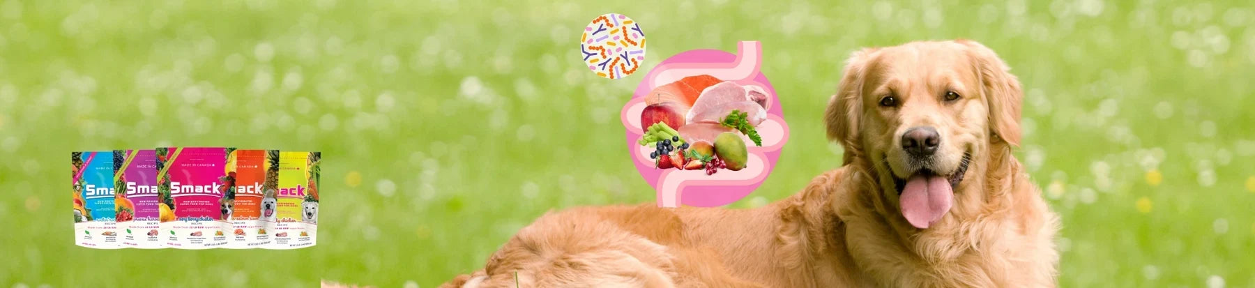 The Role of Gut Microbiome in Your Pet’s Health