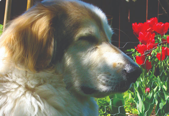 A close-up side profile of a fluffy golden dog outdoors, with bright red flowers and green foliage in the background.