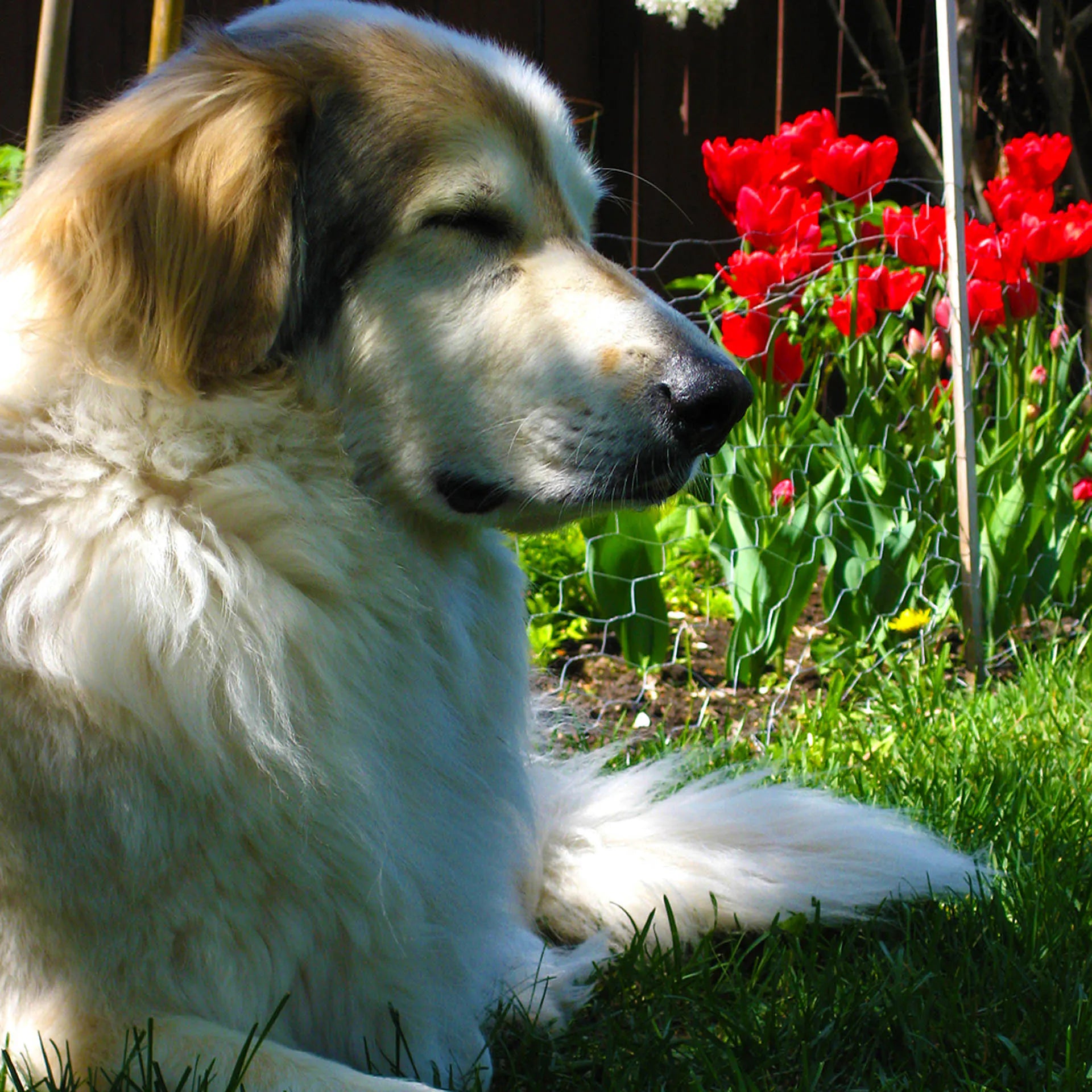 Zorro Dog