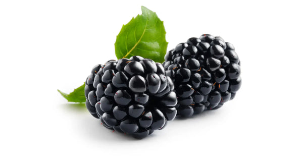 Black Berries on a white background