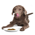 Lip Smacking Lamb (DOG)