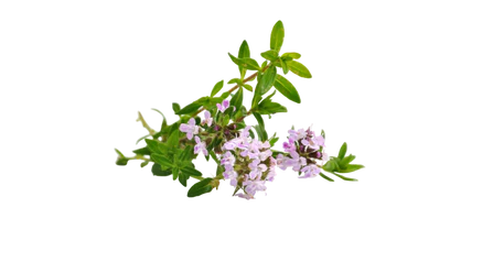 Flowers on a white background