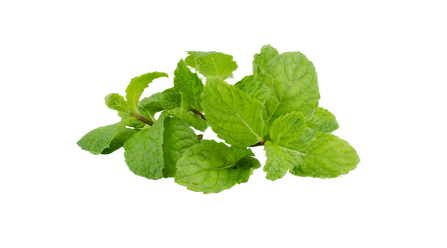 Organic Peppermint