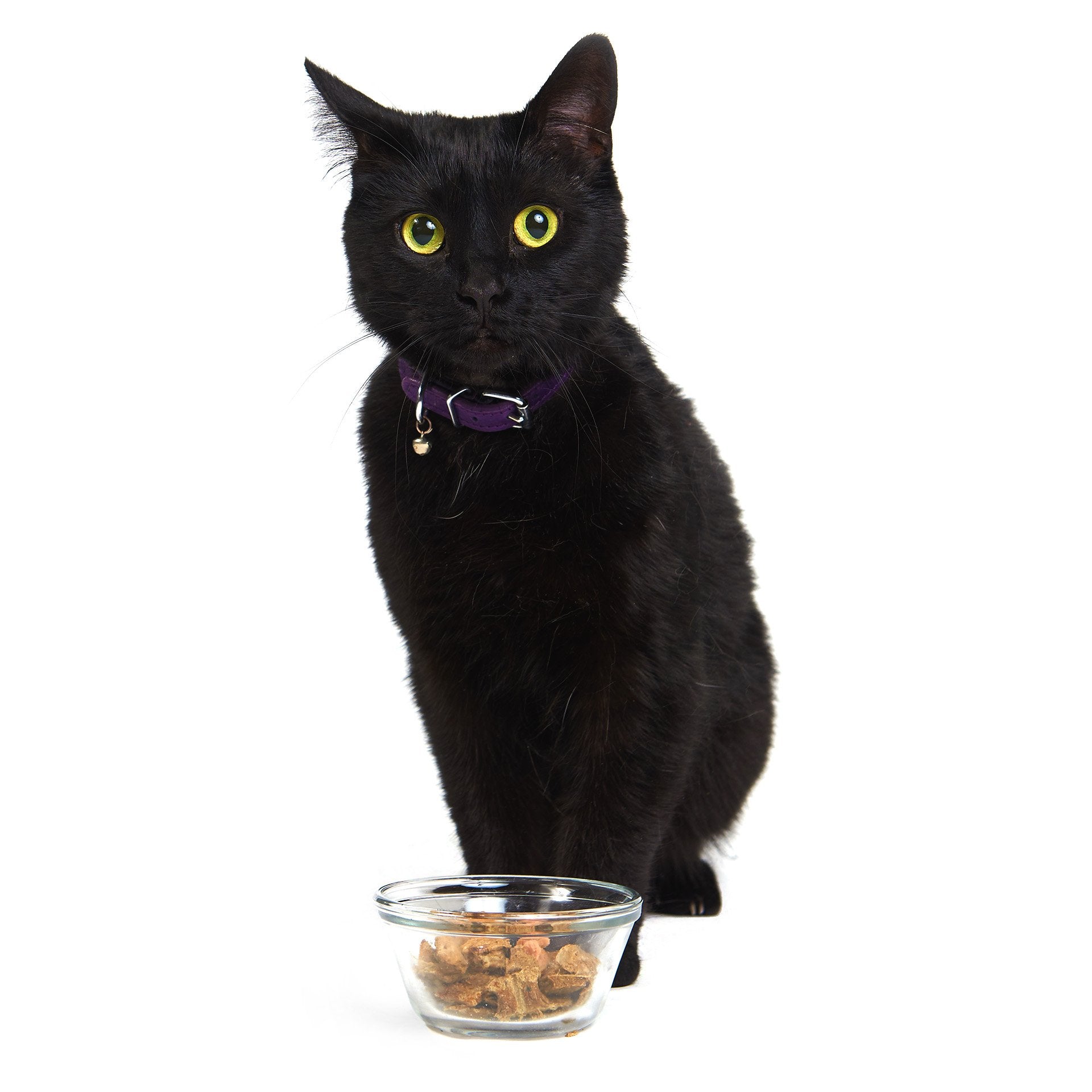 Purrfect Pork (CAT)